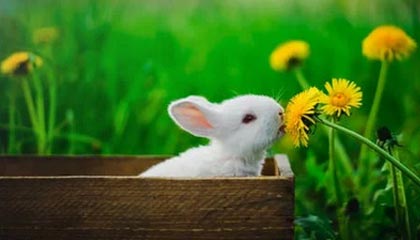 开云-【欧洲杯】本泽马失良机格子扳平 法国1比1匈牙利